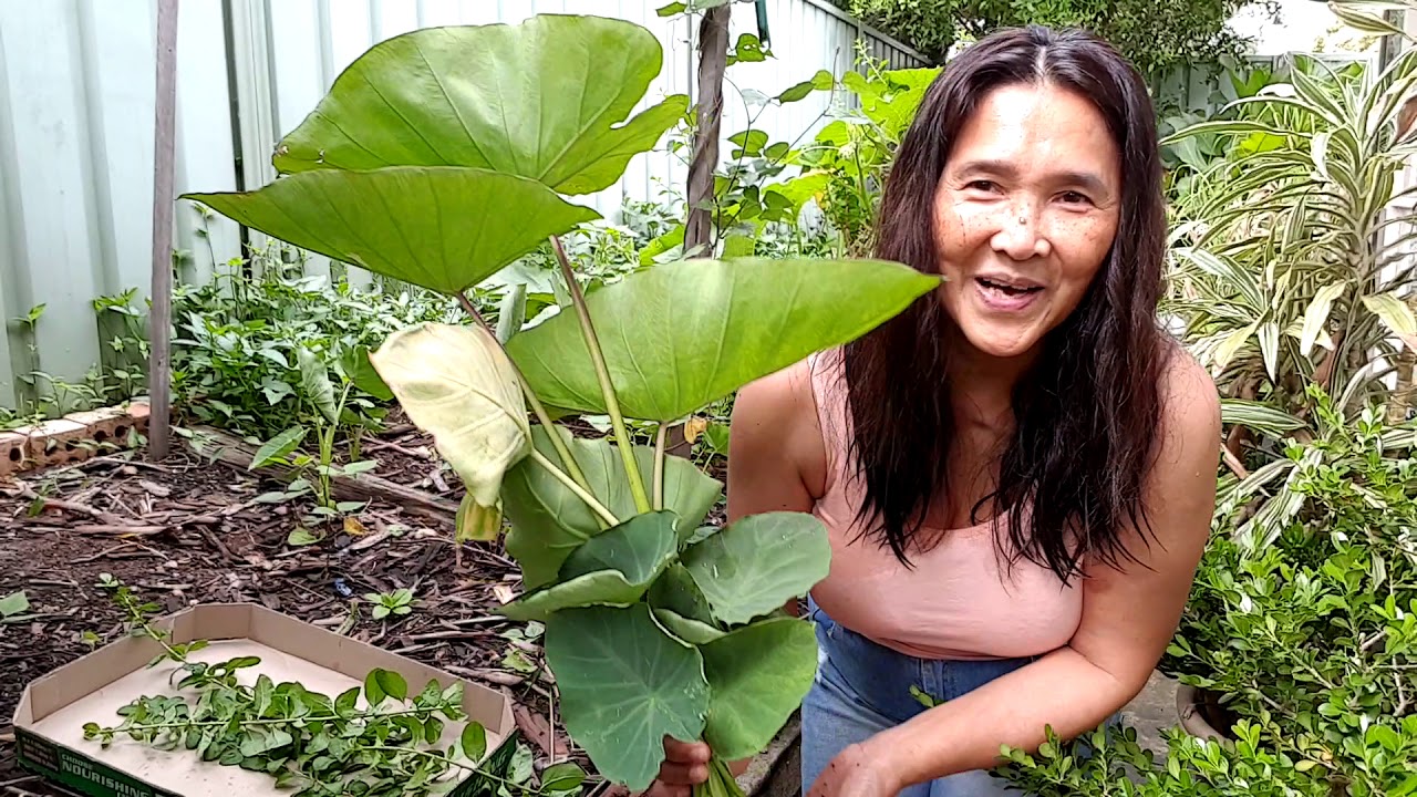 First harvest of my taro plants.