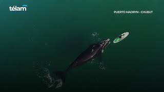 Dos ballenas curiosas en Puerto Madryn (Argentina) danzan alrededor de tripulante de un kayak