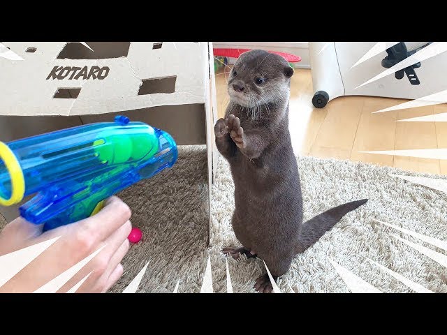 カワウソ コタロー　父ちゃんの遊びに付き合ってあげる　Kotaro the Otter Cardboard House Part2