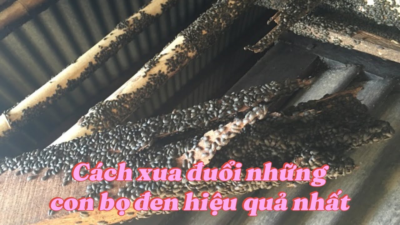Cách xua đuổi con bọ đen hiệu quả nhất