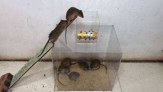 Top 10 Elektrische Mausefalle Beste Ideen Für Rattenfallen Top 10 Piège À Souris Électrique