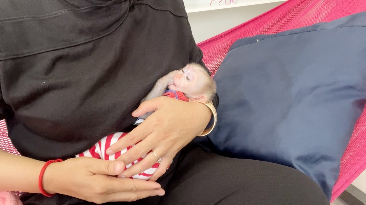 Baby Monkey Tauch Peaceful And Comfort Sleeping On Mom's Hand