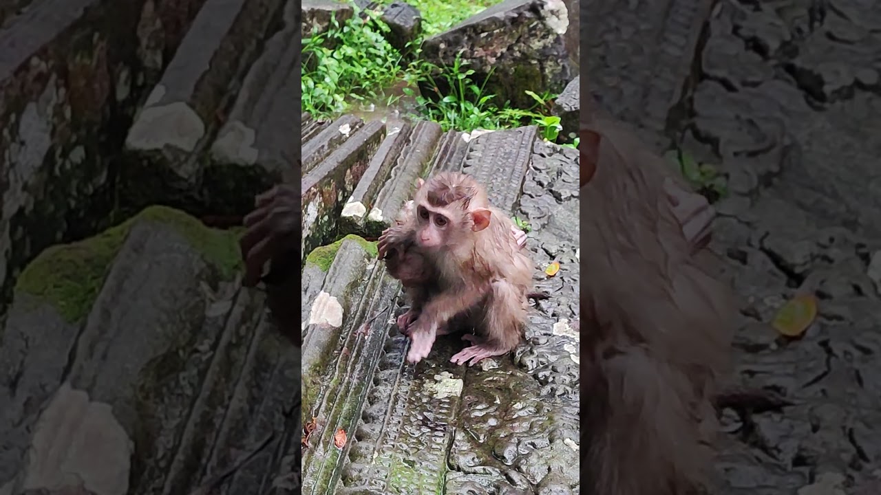 Two-monkey under rain very LOVE 🐒💐FZ2 