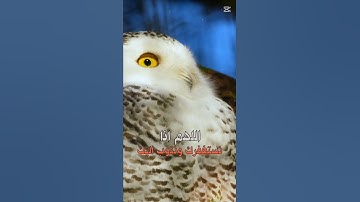 أذكار الصباح 🤲 استغفر الله