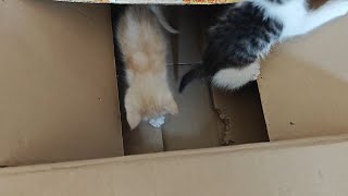 小奶猫们这么小，就开始嬉戏打闹了！ by Little Zhang's Cats 25 views 12 days ago 1 minute, 27 seconds