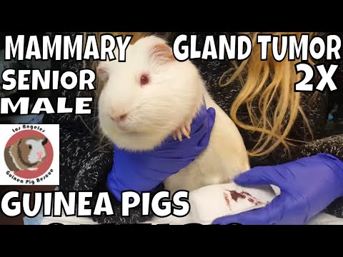 Video: Pamamaga Ng Mammary Gland Sa Guinea Pigs