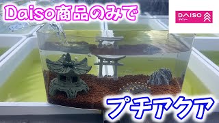 Medaka] A Daiso-only aquarium. Posted by Type B Dad on January 27