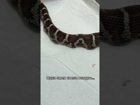 Видео: Введение в содержание кукурузных змей в качестве домашних животных