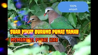 SUARA🔴pikat burung punai tanah