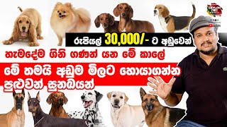ලංකාවේ රු: 30,000/ට අඩුවෙන් සුරතලෙක් සොයාගන්නේ මෙහෙමයි ? Most cheapest dogs in sri lanka 2021