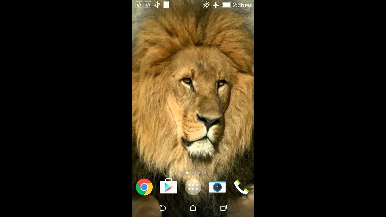 Lion Live Wallpaper - YouTube