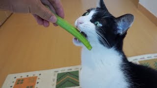 オクラを歓迎する猫　Cat and Okra