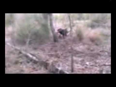Dogging pigs cq