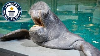 Oldest Manatee - Guinness World Records