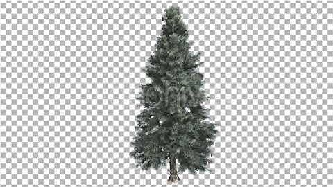 Blue Spruce Thin Tree in Winter or Summer | Motion Graphics - Envato elements