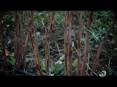 აგრორჩევები / ჟოლოს სარგებელი / 6 04 2015