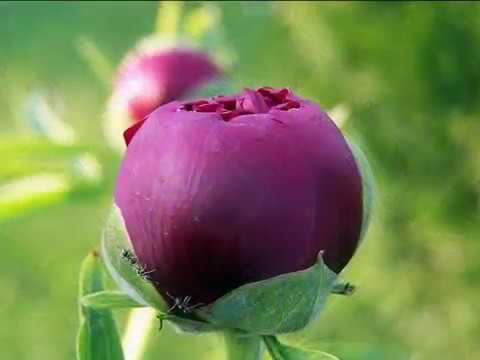 Video: Kako Smjestiti Cvijeće U Voćnjak