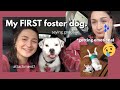 My First Foster: Getting emotional & saying goodbye. (Fostering a dog during quarantine)