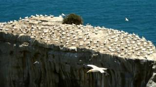 Olympus SH-50 with Muriwai Beach Gannets