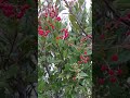 Toyon