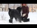 Русский черный терьер (home video) - "КОра"