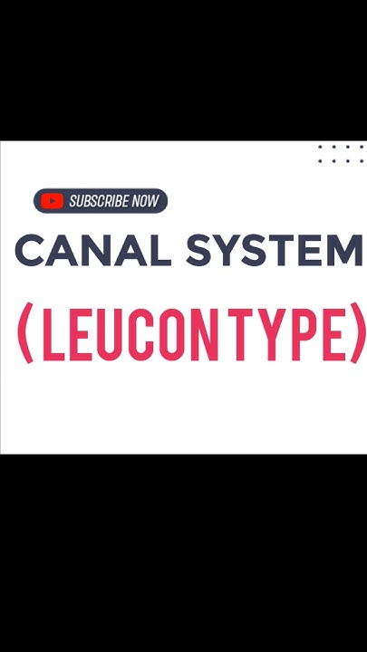 CANAL SYSTEM ( LEUCON TYPE) - YouTube