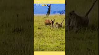 Gazelle Fight with Leopard #short #shorts #viral #youtube #shortsfeed #youtubeshorts #animals