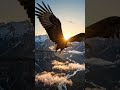 🦅 Spirit of the Rocky Mountains | Bald Eagle Documentary#Wildlife #BaldEagle #NatureDocumentary