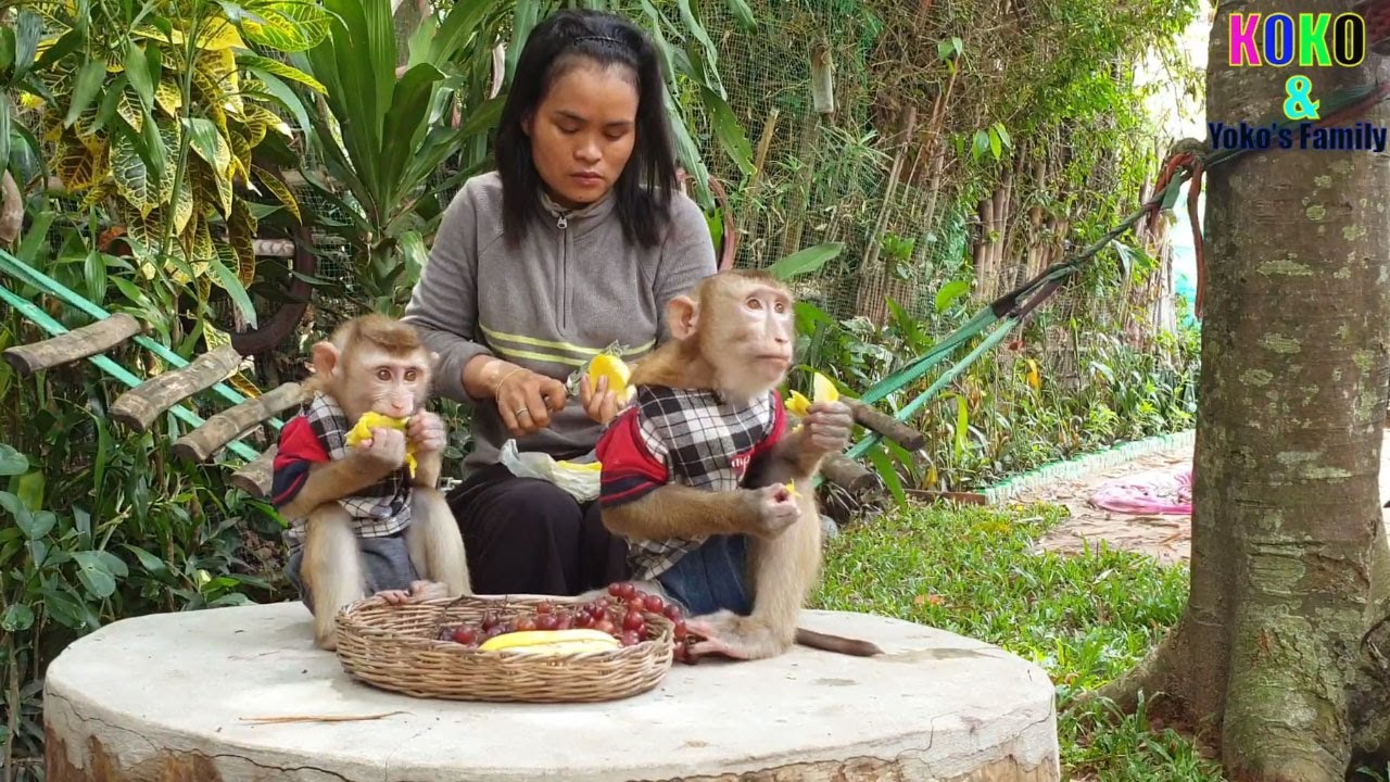 Please Enjoying Eat The Fruits With BB Monkey Yoko & Precious Koko.Welc...