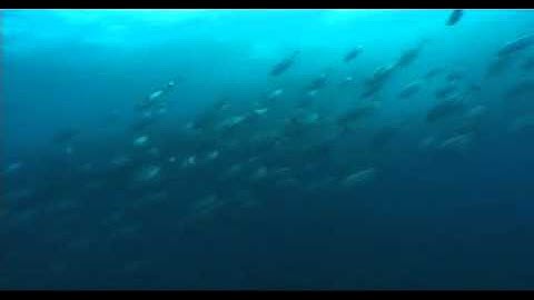 METACOMPLEX - Analogue Molecules  (Metaverse [Auditory Cortex Records] )