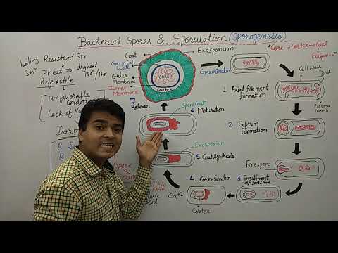 Bacterial Spore | Endospore Formation - Sporulation | Bacterial Spore Germination & Formation | MCQ