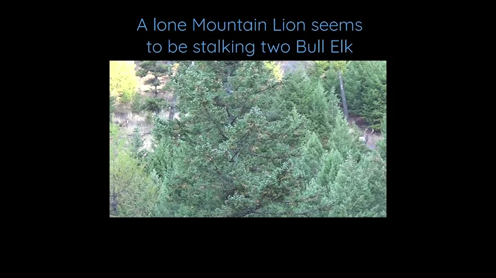 😱 Mountain Lion vs Elk 🦌 #Shorts #Hunting #elk #lion