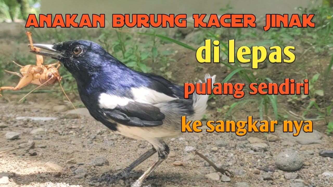Anakan burung Kacer jantan yang jinak 