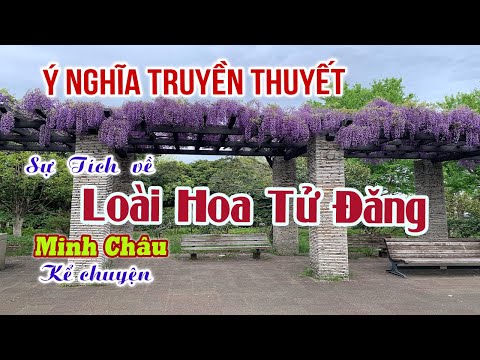 Video: Wisteria Vine - Các bệnh phổ biến ảnh hưởng đến vi khuẩn Wisteria