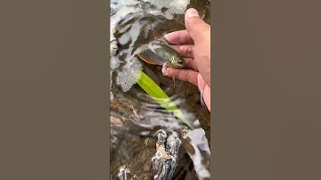 Giải cứu cá mắc cạn