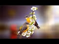 &quot;Breath of Spring&quot; Beautiful Instrumental Music, Peaceful Relaxing Meditation Music by E.  Cortese.