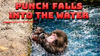 Poor Punch Monkey Falls Into The Water