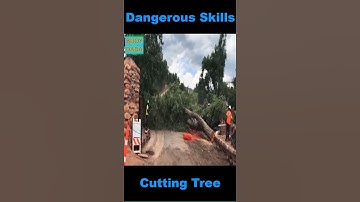 Dangerous Skill Cutting Big Tree | #shorts