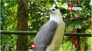 Hawk Birds it's Real Name White-bellied sea eagle wao🙄 #animalsnatural #animalsnature #subscribe by Animals World 81 views 2 years ago 1 minute, 4 seconds