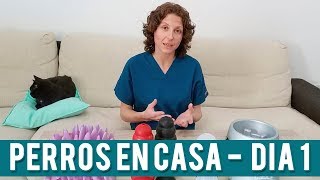 Qué Hacer Con Tus Perros Mientras Estás En Casa | Día 1