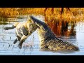 Extreme fights Lion vs Crocodile , Wild Animals Attack