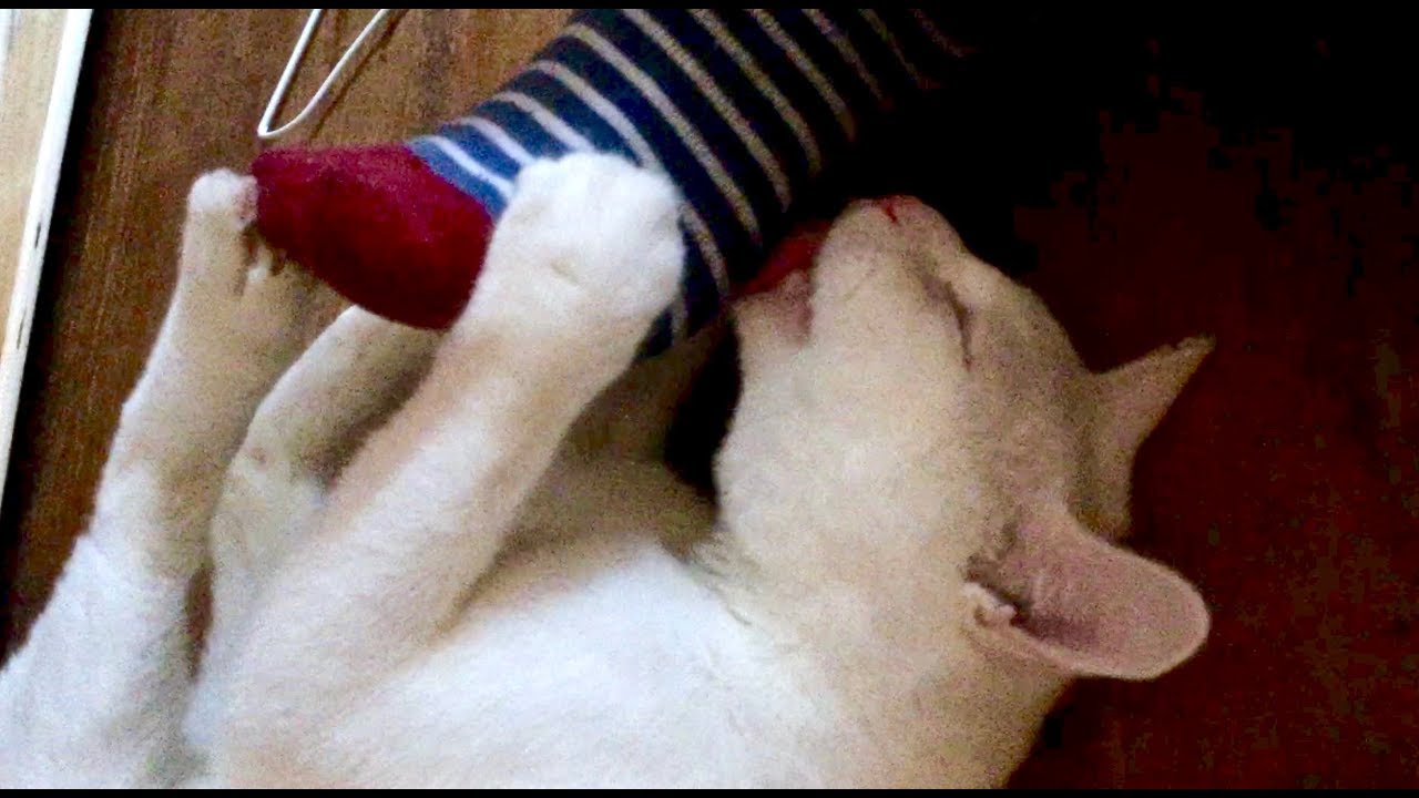feat-cat-licks-my-feet-funny-cat-youtube