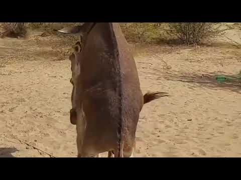 توقف هنا تزاوج الحمير البلدي
