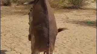 توقف هنا ..... تزاوج الحمير البلدي