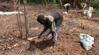 How to plant ginger #Gingerfarming #farming #ghana