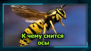 осы во сне - К чему снятся осы или пчелы