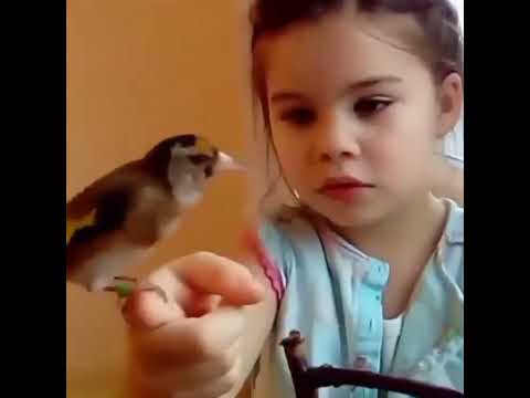 سهره دستی سهره عشق تغذیه مردانگی آرزو قناری اواز بهترین سیره هزار