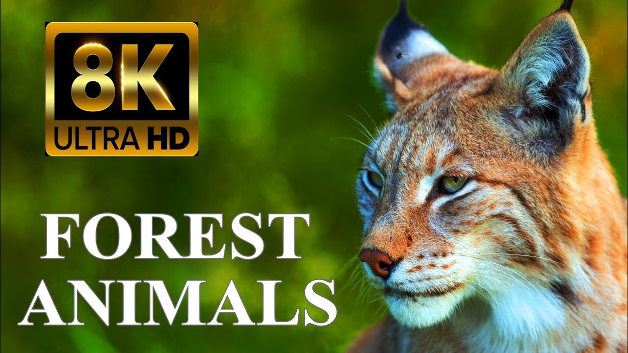 FOREST ANIMALS 8K ULTRA HD – Forest Wildlife with REAL Nature Sounds