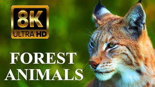 : FOREST ANIMALS 8K ULTRA HD  Forest Wildlife with REAL Nature Sounds