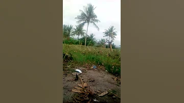 Kilimo Cha Nanasi Tishio Bagamoyo 